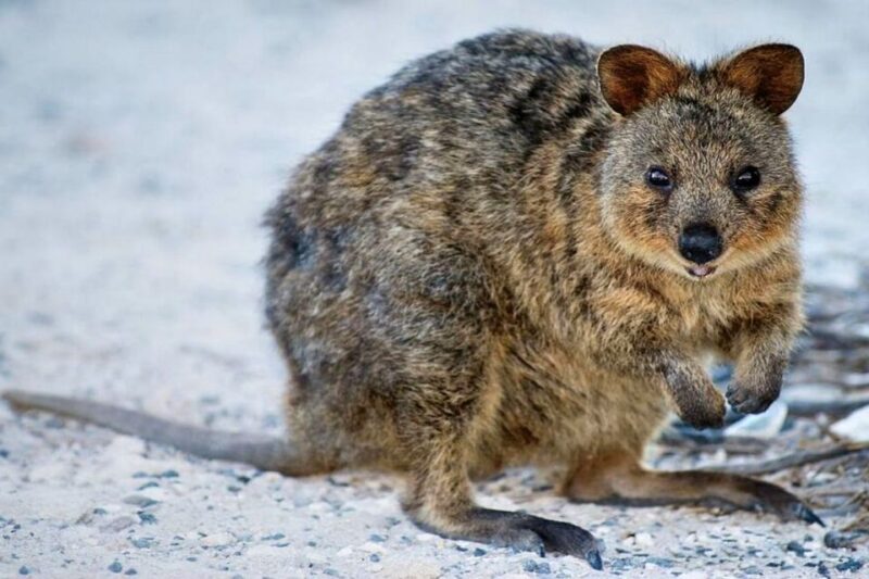 From Perth or Fremantle: Rottnest Island Ferry and Bus Tour - Bus Tour Details