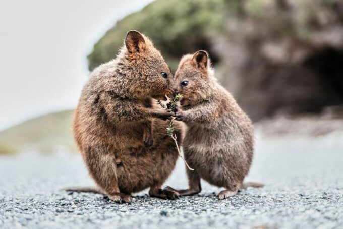 From Perth or Fremantle: Rottnest Island Ferry and Bus Tour - Mobility Considerations