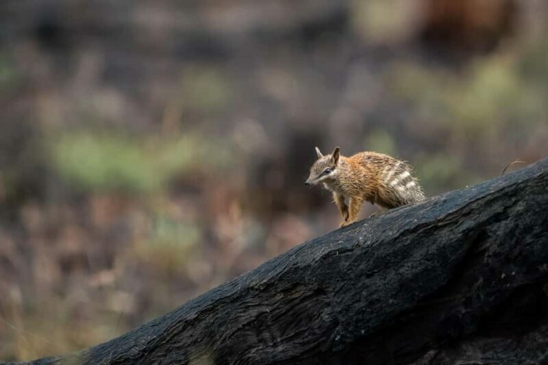 From Perth: Perth Wildlife Tour Under the Stars with Dinner - An Overview of the Experience