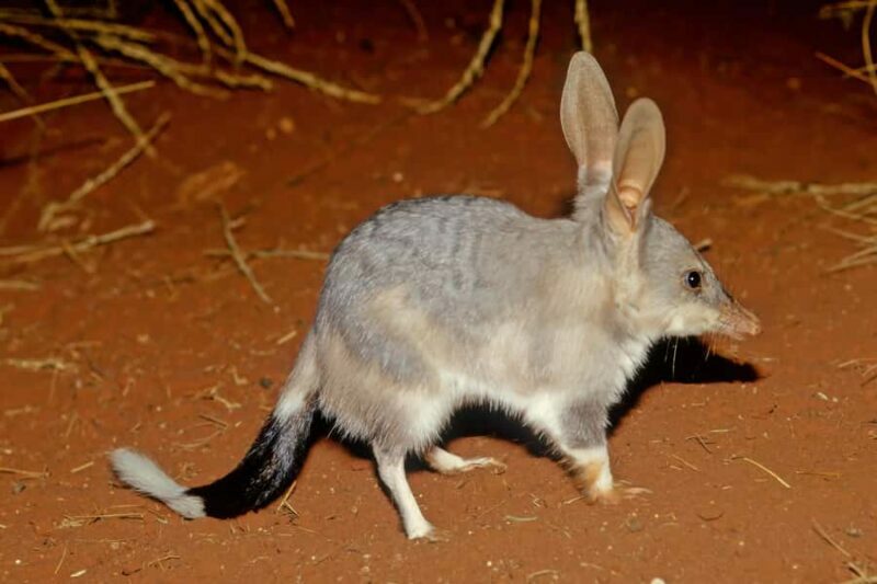 From Perth: Perth Wildlife Tour Under the Stars with Dinner - The Picnic Dinner in the Forest