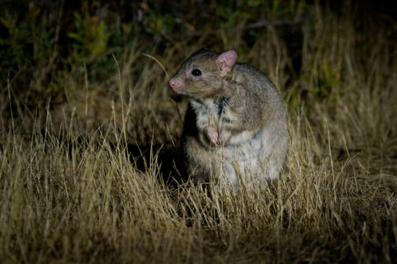 From Perth: Perth Wildlife Tour Under the Stars with Dinner - The Magical Sunset Drive and Nocturnal Wildlife Experience