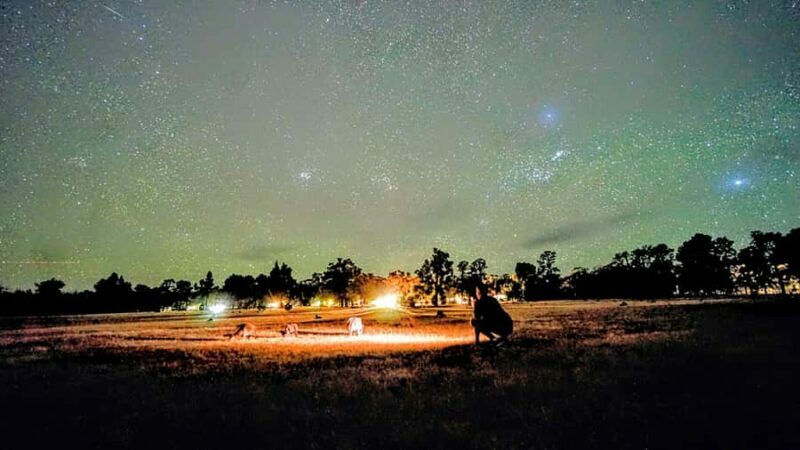 From Perth: Perth Wildlife Tour Under the Stars with Dinner - The Sum Up