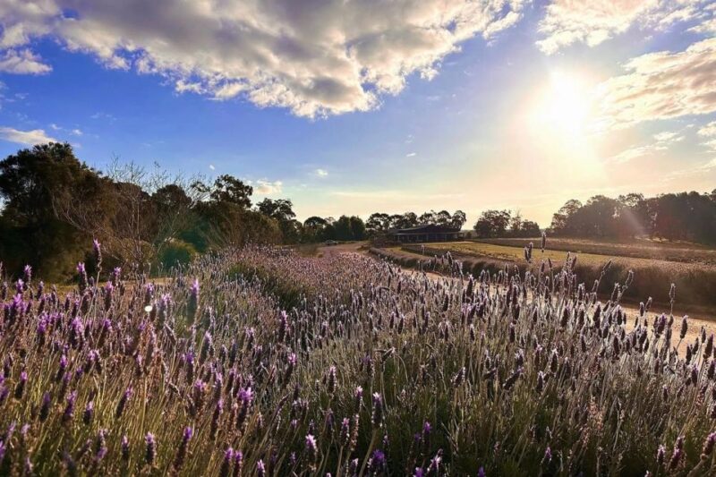 From Perth: Pinnacles, Lavender Farm and Lobster Shack Tour - Key Points