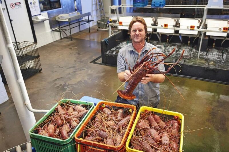 From Perth: Pinnacles, Lavender Farm and Lobster Shack Tour - Cancellation Policy
