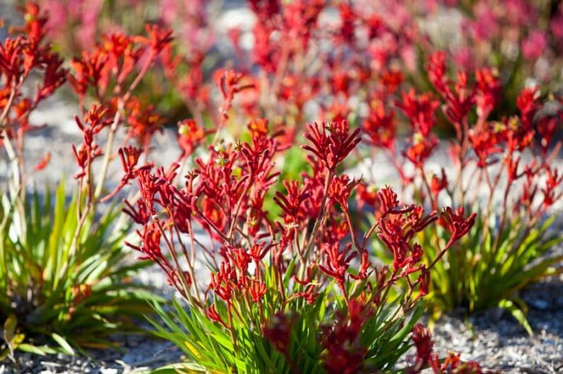 From Perth: Pinnacles Lobster Shack and Yanchep Day Trip - Exploring Wildflowers and Scenic Landscapes