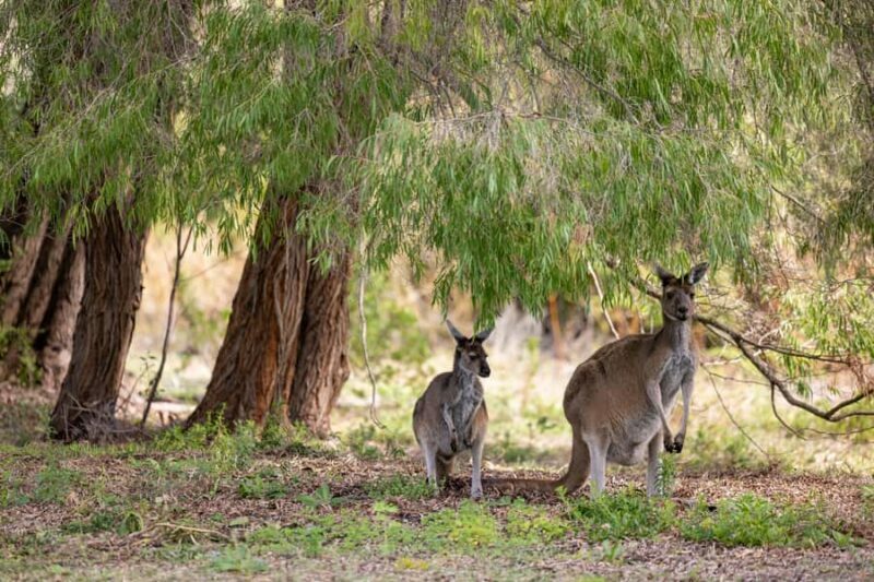 From Perth: Pinnacles Lobster Shack and Yanchep Day Trip - The Pinnacles: A Landmark Like No Other