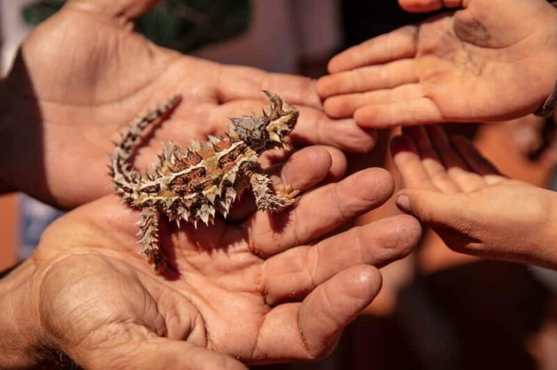 From Perth: Pinnacles Lobster Shack and Yanchep Day Trip - Who Will Love This Tour?
