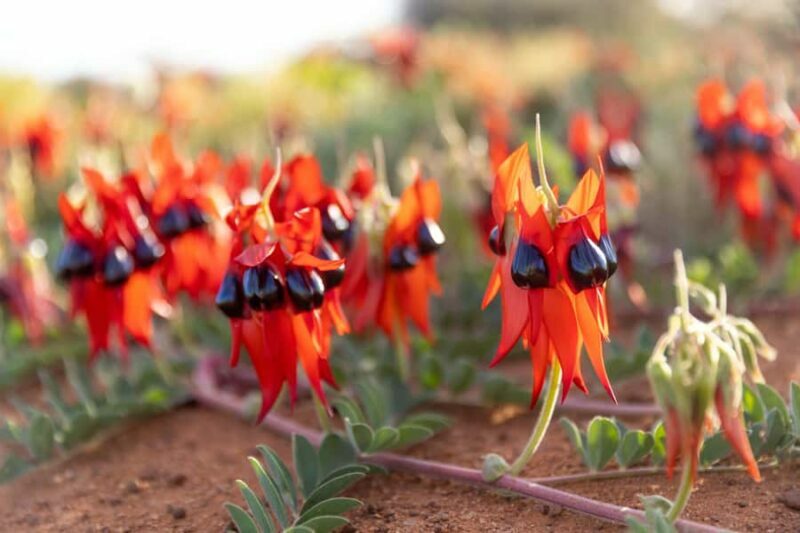 From Perth: Pinnacles Sunset and Stargazing Tour with Dinner - An In-Depth Look at the Experience