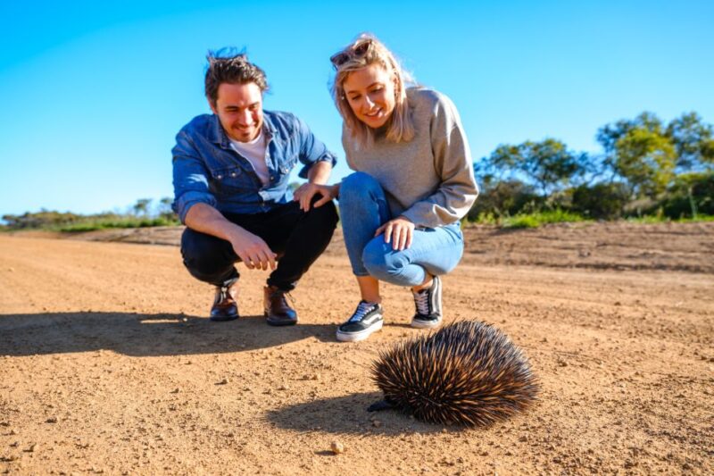 From Perth: Pinnacles Sunset and Stargazing Tour With Dinner - Picnic Dinner Under the Stars