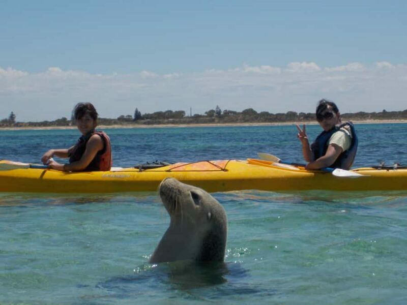 From Perth: Rockingham Seal & Penguin Islands Sea Kayak Tour - Key Points