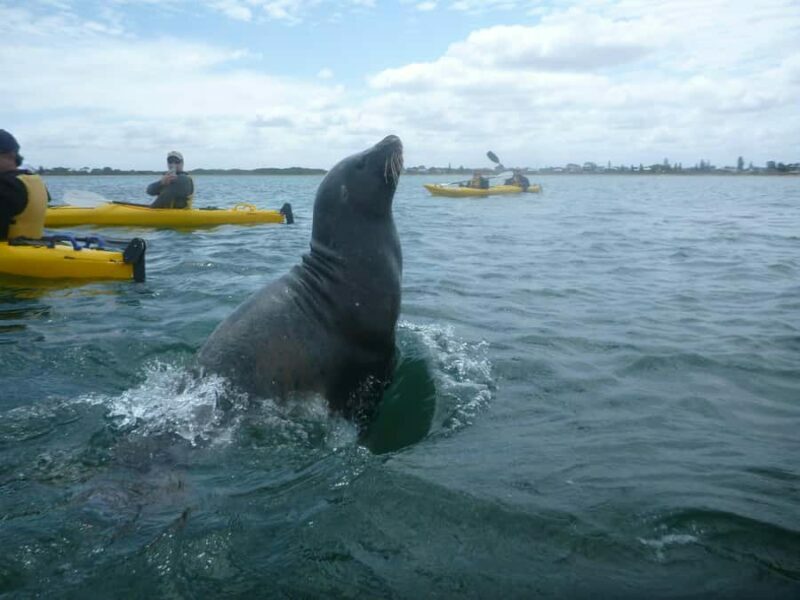 From Perth: Rockingham Seal & Penguin Islands Sea Kayak Tour - Who Should Consider This Tour?