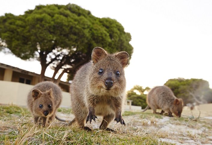 From Perth: Rottnest Island Ferry & Bus Tour - Key Points