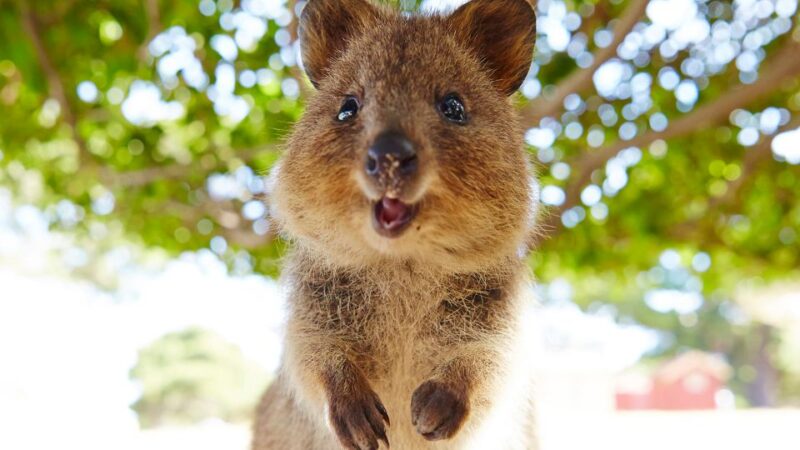 From Perth: Rottnest Island Ferry & Bus Tour - Additional Information