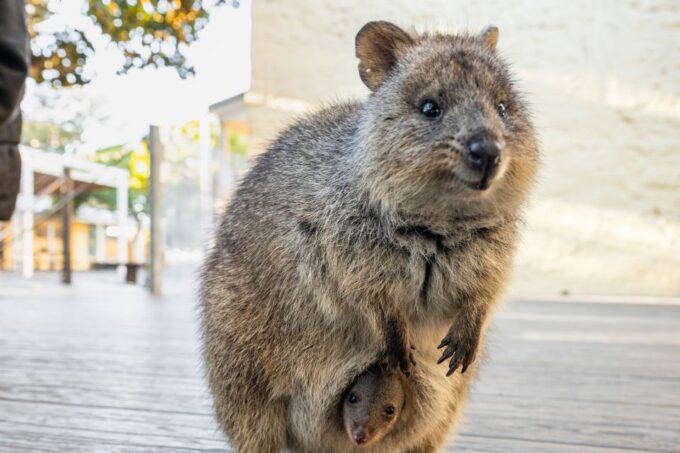 From Perth: Rottnest Island Full-Day Bike and Ferry Trip - Exploring Rottnest Island