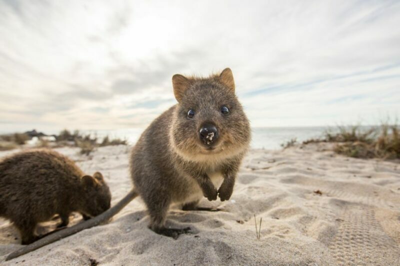 From Perth: Rottnest Island Grand Island Day Tour with Lunch - FAQ