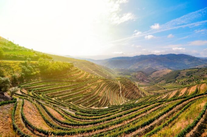 From Peso Da Regua: Douro Valley Tour - Meeting Point and Cancellation Policy