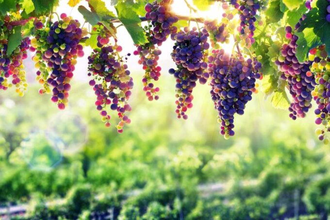 From Peso Da Regua: Douro Valley Tour - Frequently Asked Questions