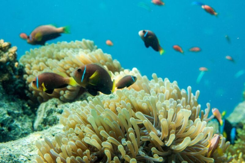 From Phi Phi: Beat the Crowds Island Hopping Tour - Weather Considerations