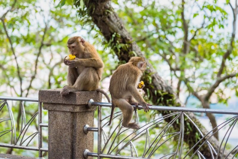 From Phi Phi: Day Tour Phuket With Transfers & Private Car - Transportation and Accessibility