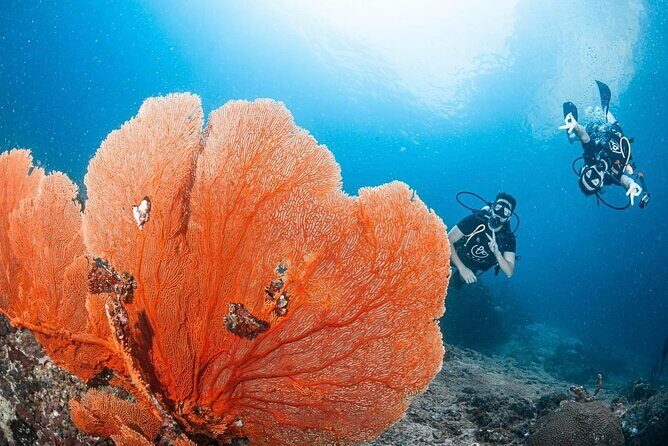 From Phi Phi Don | Half Day Discover Scuba Diving 2 Dives - Key Points