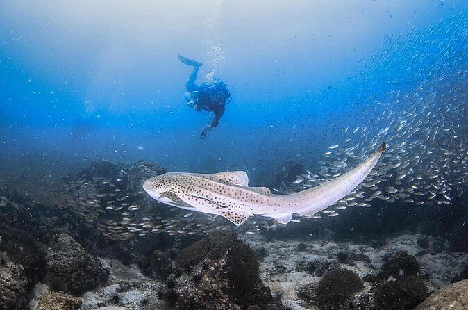 From Phi Phi Don | Half Day Discover Scuba Diving 2 Dives - FAQs