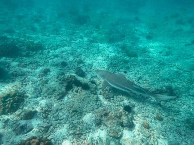 From Phi Phi: Full Day Phi Phi Island Tour by Speed Boat. - Preparation and Recommendations