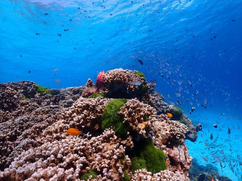 From Phi Phi: Full Day Snorkeling Trip by Longtail Boat - Child Tickets