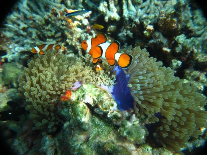 From Phi Phi: Full Day Snorkeling Trip by Longtail Boat - Customer Feedback