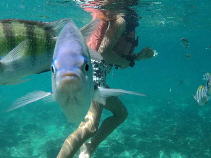 From Phi Phi Island :Half-day Tour by Longtail Boat - Booking and Availability