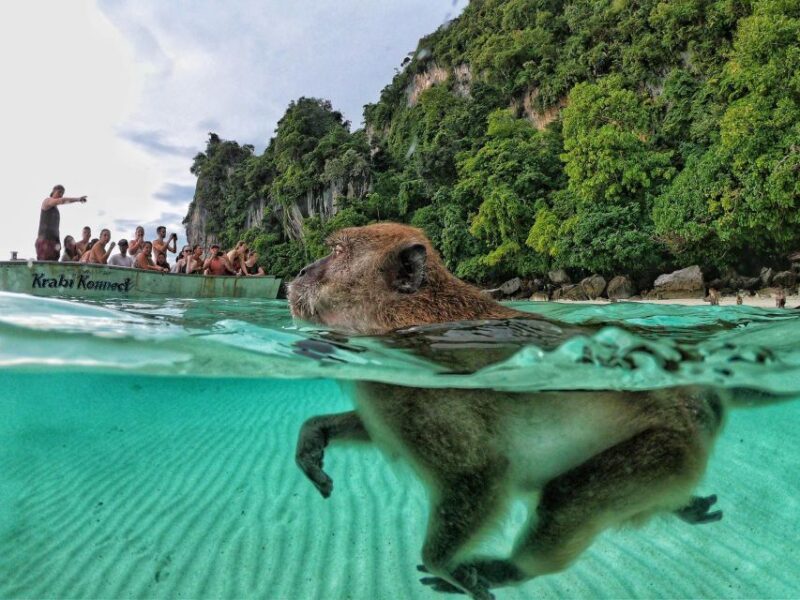 From Phi Phi : Maya Bay Sunset Cruise and Plankton Swimming - Pricing and Availability