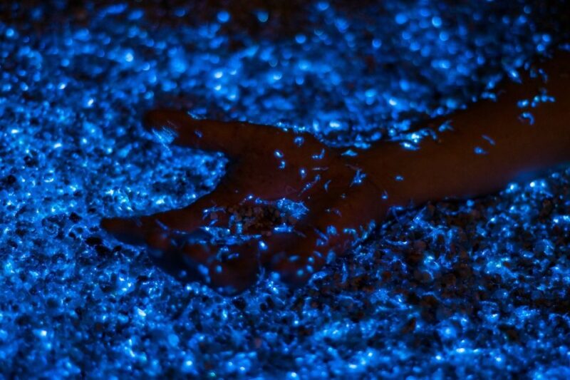 From Phi Phi: Sunset and Bioluminescent Plankton Boat Tour - Important Details