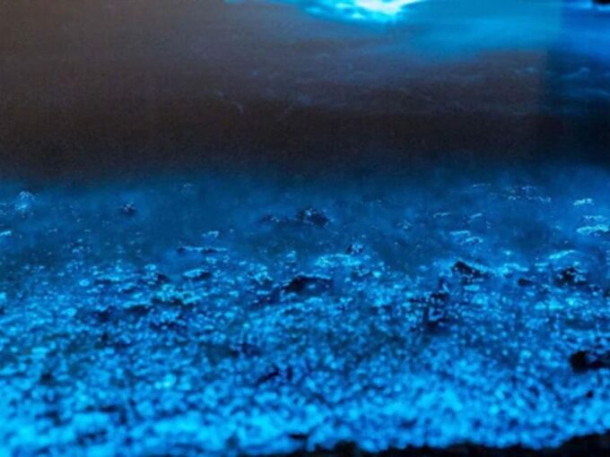 From Phi Phi: Sunset & Bioluminescent Plankton Snorkel Tour - Frequently Asked Questions