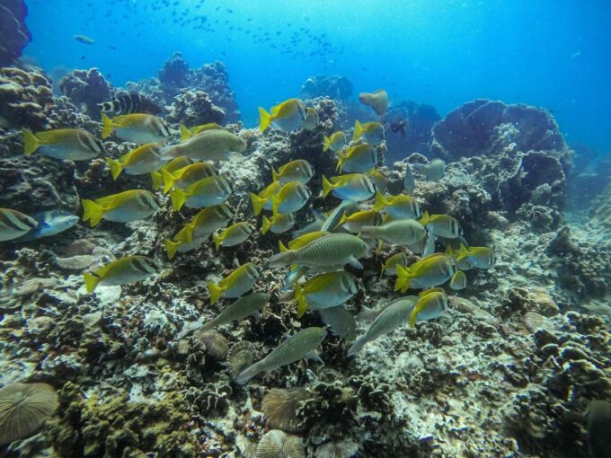 From Phi Phi: Sunset & Plankton Swim Tour By Speedboat - Booking and Cancellation