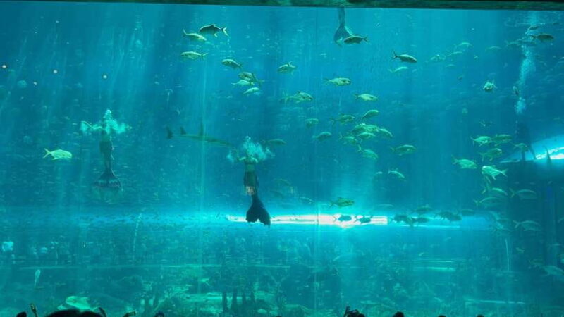 From Phu Quoc Island: Vinwonder And Safari Private Tour - Attractions at Vinpearl Safari