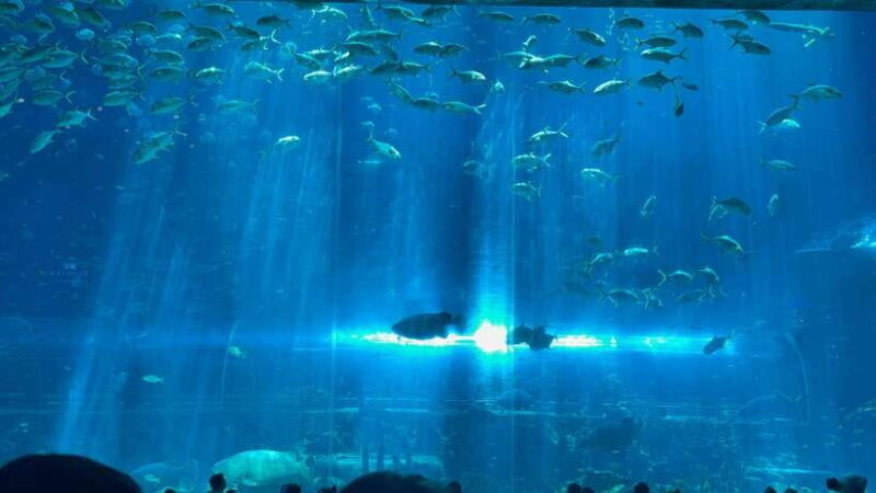 From Phu Quoc Island: Vinwonder And Safari Private Tour - Private Tour Experience
