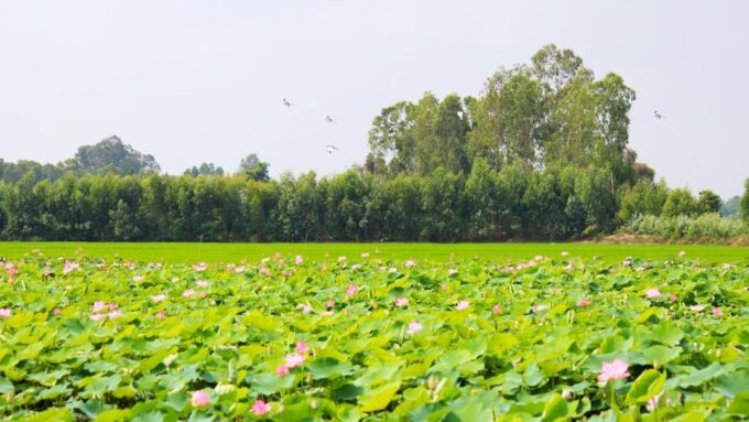 From Phu Quoc: Mekong Delta Floating Market 3 Day Exit HCM - Inclusions and Exclusions