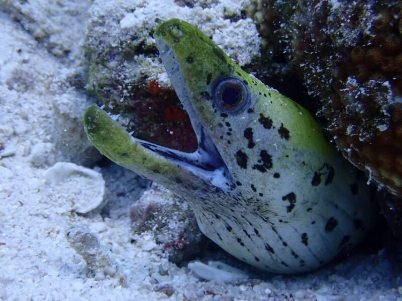 From Phuket 3 Dives Koh Phi Phi Certified Diver FREE PHOTOS - Diving at Phi Phi Islands and Shark Point