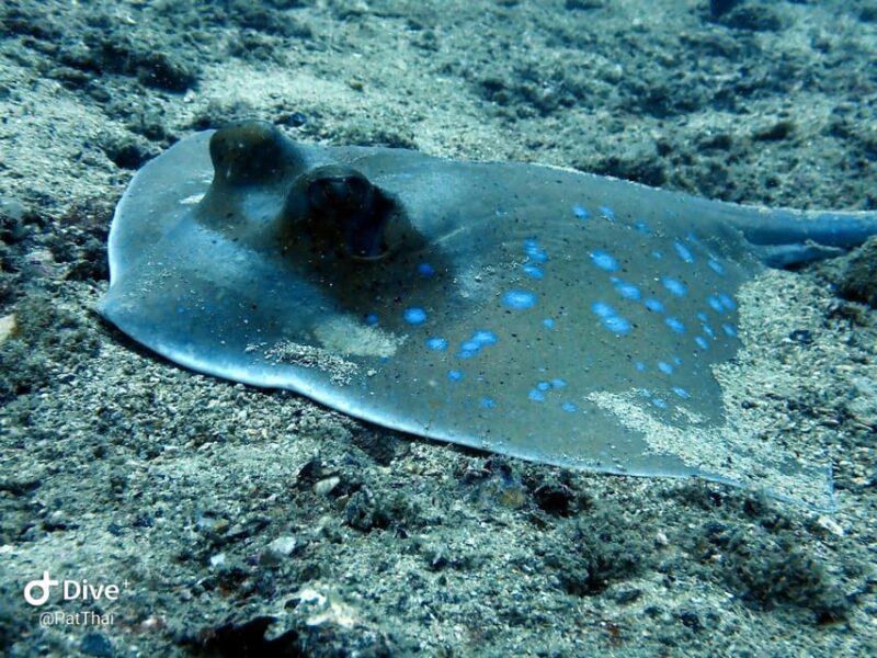From Phuket 3 Dives Koh Phi Phi Certified Diver FREE PHOTOS - Onboard Amenities and Inclusions