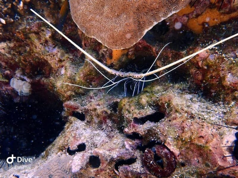 From Phuket 3 Dives Koh Phi Phi Certified Diver FREE PHOTOS - Highlights of the Dive Tour