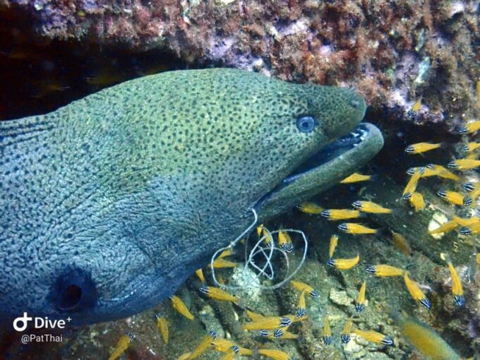 From Phuket 3 Dives Koh Phi Phi Certified Diver FREE PHOTOS - Important Considerations for Participants