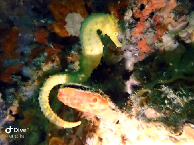 From Phuket 3 Dives Koh Phi Phi Certified Diver FREE PHOTOS - Diving Certification and Safety Protocols