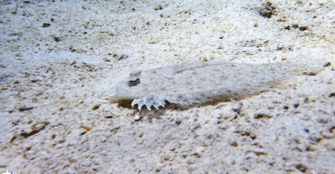 From Phuket 3 Dives Koh Phi Phi Certified Diver FREE PHOTOS - Booking and Reservation Information
