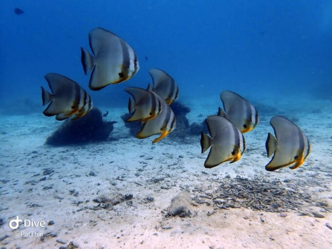 From Phuket 3 Dives Koh Phi Phi Certified Diver FREE PHOTOS - Frequently Asked Questions