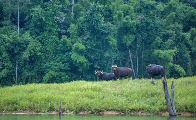 From Phuket: Cheow Lan Lake Overnight Resort Stay With Meals - Important Information