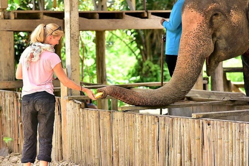 From Phuket: Elephant & Sea Turtle Conservation Private Tour - Activities and Experiences