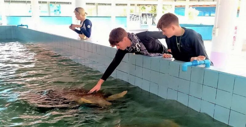 From Phuket: Elephant & Sea Turtle Conservation Private Tour - Whats Included