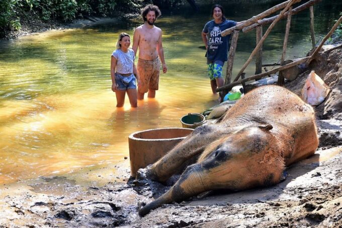 From Phuket: Elephant & Sea Turtle Conservation Private Tour - Customer Reviews