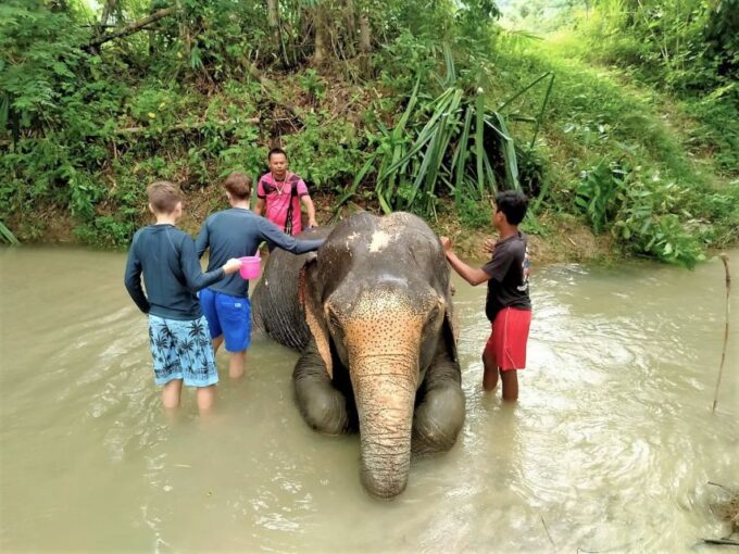 From Phuket: Elephant & Sea Turtle Conservation Private Tour - Comfortable Transportation