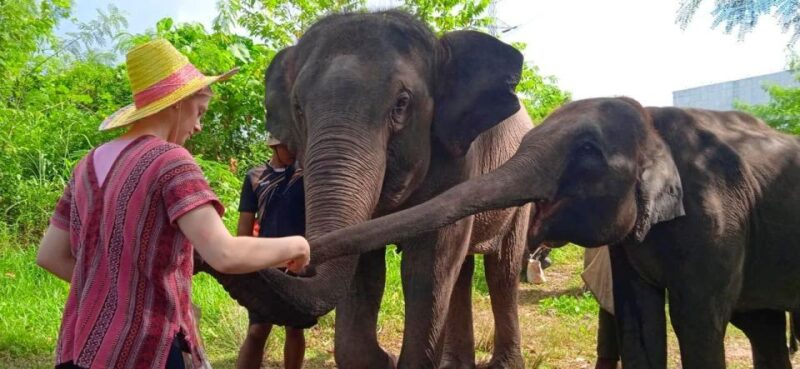 From Phuket: Ethical Elephant Interactive Trek and Tour - Highlights and Activities