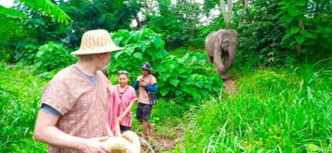 From Phuket: Ethical Elephant Interactive Trek and Tour - Knowledgeable and Friendly Guides